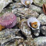 Le Saltimbanque Auberge Du Moulin Nourriture