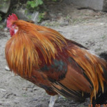 Grain 2 Café Bebida