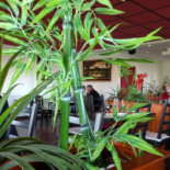 Kimono Rouge Boisson