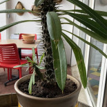 Bistrot De La Plage drink