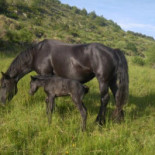 Camping Le Gîte Du Lièvre Exterior