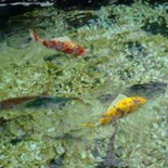 Le Compos'eat Nourriture