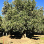 Pizza Loulou outside