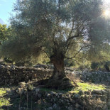 Pizza Loulou outside