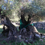 Pizza Loulou outside