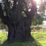 Pizza Loulou outside