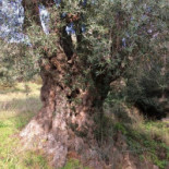 Pizza Loulou outside