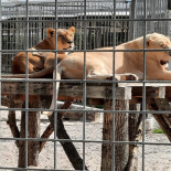 Du Parc Saint Leger Grands Felins drink