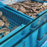 Dégustation Tonneau Huîtres Et Moules Boisson