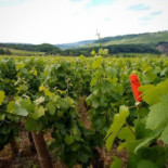 Wild Beets Kitchen Exterior