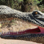 The Forest Of Fossils outside