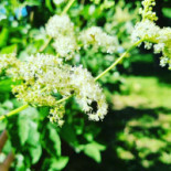 La Reine Des Prés Bebida