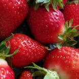 Auberge Saint-Eusèbe Bebida