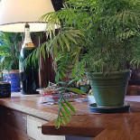 La Jument Verte Bebida