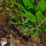 La Bouscatiere Boisson