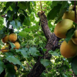 La Bouscatiere Boisson