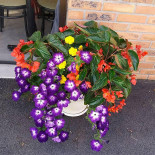 La Petillante Extérieur