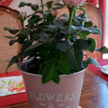 Hostellerie Saint-florent Bebida