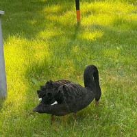 Zámeček Petrovice Restaurace Extérieur