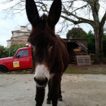 Bsa Diffusion Exterior