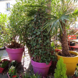 Pizza Cinq J Exterior