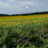 Le Mas D'en Haut Extérieur