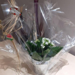 Casa Pizz Pizza A Emporté drink