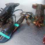 Relais du Chapeau Rouge Bebida