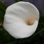 Le Moulin De Poustagnacq Getränk