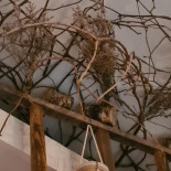 La Tute De L'ours drink