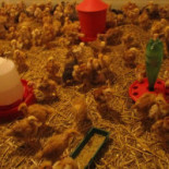 Le Péché Mignon Comida