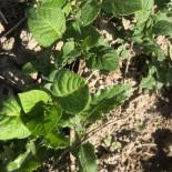 La Ferme Auberge D'entrevaux Bebida