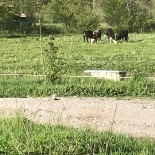 La Ferme Auberge D'entrevaux Exterior