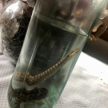 Pascal Ghigonetto Jocelyne Marguerite Bebida