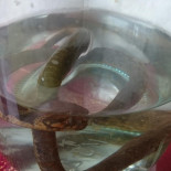 Pascal Ghigonetto Jocelyne Marguerite Bebida