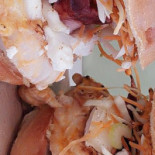 Fritas'tique Friterie De Frelinghien Nourriture