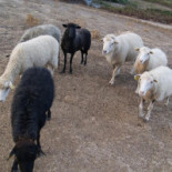 Les Bergeries D'alata Extérieur