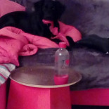 Domino's Pizza Getränk