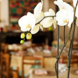 Le Grand Chancelier Boisson