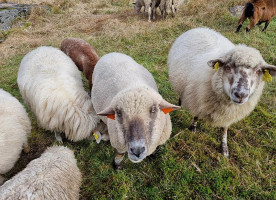 Bowling Peklo Jachta Extérieur
