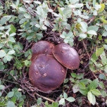 RÀpid Pasta Boisson