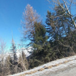 Le Loup Blanc Extérieur