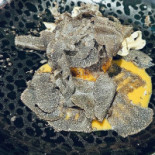 Sauvage Salle à Manger food