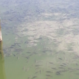 Bar Restaurant Pizzeria Chez Math Speisekarte