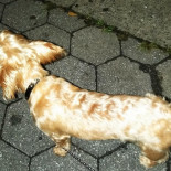 Auberge Nicolas Flamel drink