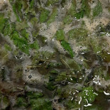 Le Glacier De Notre Dame De Paris Extérieur