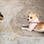 Le Select Vignon Bebida