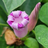 Le Calavita Rooftop Bebida