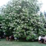 Pizzeria Les Tilleuls