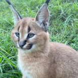 Bacio divino Boisson